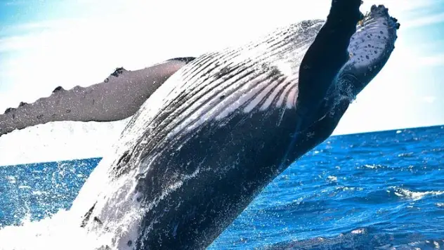 Escaping the Whale: Things you probably shouldn't do with Docker (Part 1)