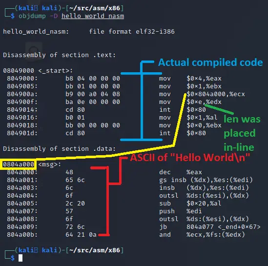 Objdump output of the NASM Hello World program